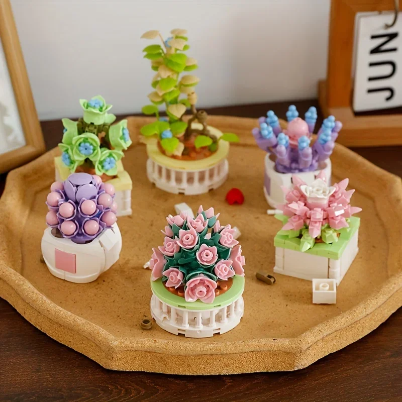 Echeveria Succulent - Block City DIY Potted Plants Succulents